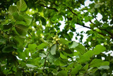 Fototapeta Sypialnia - hazelnuts growing on a tree on a summer day