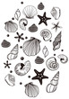 海の貝殻の線画イラスト