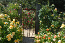 Pathway And Rusty Wrought Iron Gate In A Beautiful Rose Garden In Spring