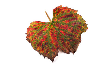 Wall Mural - Autumn grape leaf