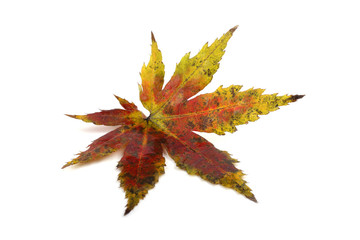 Wall Mural - Autumn maple leaf