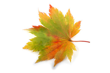 Sticker - Autumn maple leaf