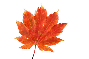 Wall Mural - Autumn maple leaf
