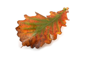 autumn maple leaf