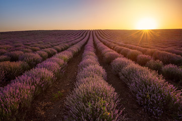 Wall Mural - amazing view with beautiful lavender field and sun hiding behind the horizon at sunset