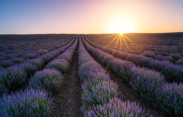 Wall Mural - amazing view with beautiful lavender field and sun hiding behind the horizon at sunset