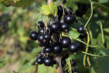 Wall Mural - Growing black currant