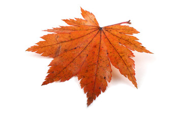Wall Mural - Autumn maple leaf