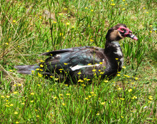 Black Muscovy Duck In The Grass