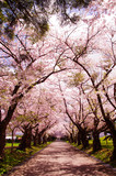 Fototapeta Natura - 桜並木