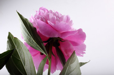 Wall Mural - Peony flower on gray background