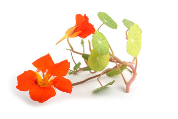 Wall Mural - Nasturtium
