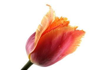 Wall Mural - Multicolor tulip