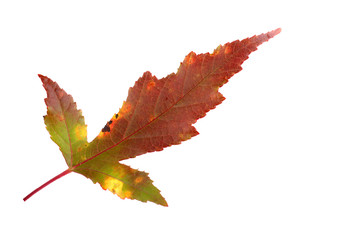 Wall Mural - Autumn maple leaf
