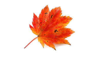 Wall Mural - Autumn maple leaf