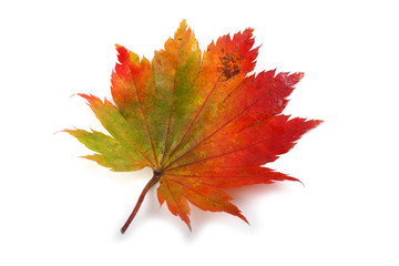 Wall Mural - Autumn maple leaf