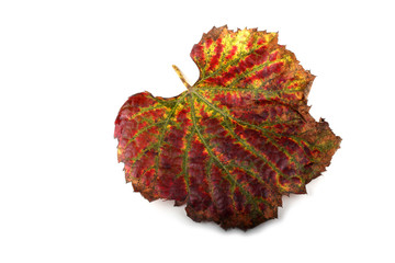 Wall Mural - Autumn grape leaf