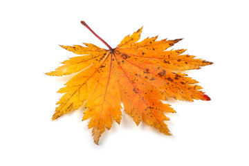 Wall Mural - Autumn maple leaf