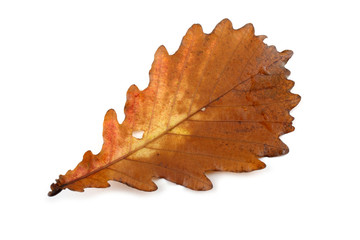 Wall Mural - Autumn oak  leaf