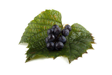 Wall Mural - Wine grape variety for red wine