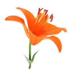 Sticker - single orange lily