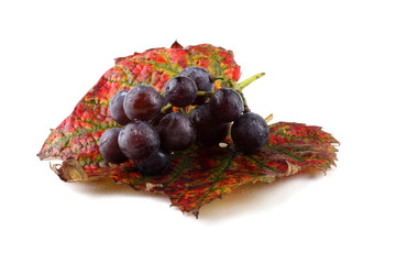 Wall Mural - Black grape