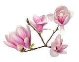 Fototapeta Dmuchawce - magnolia flower