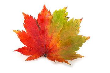 Poster - Autumn maple leaf