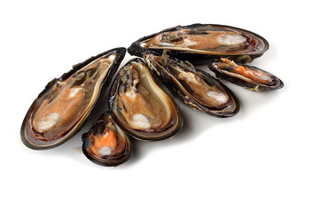 Wall Mural - Mussels