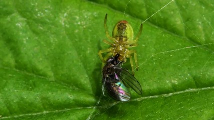 Cucumber Green Spider or Cucumber Green Orb Spider with prey. Her Latin name is Araniella cucurbitina.