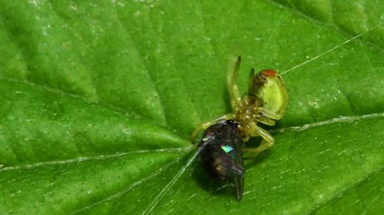 Cucumber Green Spider or Cucumber Green Orb Spider with prey. Her Latin name is Araniella cucurbitina.