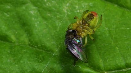 Cucumber Green Spider or Cucumber Green Orb Spider with prey. Her Latin name is Araniella cucurbitina.