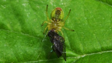 Cucumber Green Spider or Cucumber Green Orb Spider with prey. Her Latin name is Araniella cucurbitina.