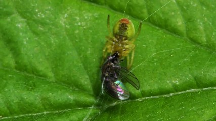 Cucumber Green Spider or Cucumber Green Orb Spider with prey. Her Latin name is Araniella cucurbitina.