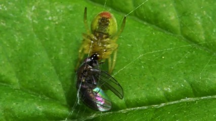 Cucumber Green Spider or Cucumber Green Orb Spider with prey. Her Latin name is Araniella cucurbitina.