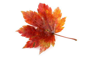 Wall Mural - Autumn maple leaf