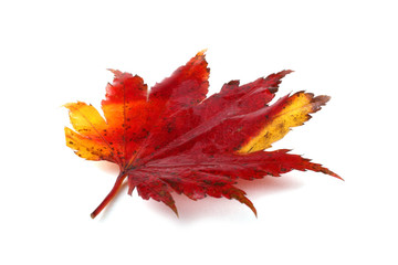 Wall Mural - Autumn maple leaf