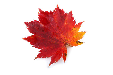 Wall Mural - Autumn maple leaf