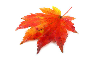 Wall Mural - Autumn maple leaf