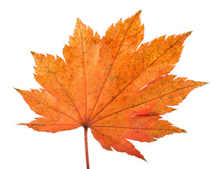 Wall Mural - Autumn maple leaf