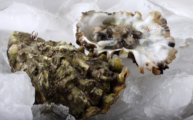 Wall Mural - Oysters on ice