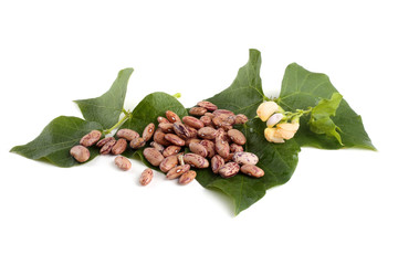 Wall Mural - Beans and leaves