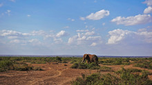 African Savannah. A Large Lonely Elephant Walks Among Green Bushes. There Are Clouds In The Blue Sky.
