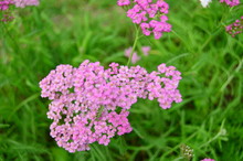 Photo Of Wild Pink Yarrow On A Background Of Green Grass