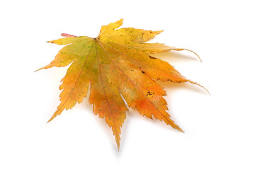 autumn maple leaf