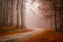 Dirt Road Amidst Trees In Forest During Autumn