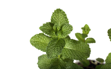 Poster - Growing mint