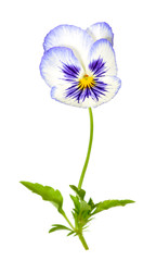 Canvas Print - pansy flower