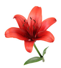 Wall Mural - Red lily isolated on white