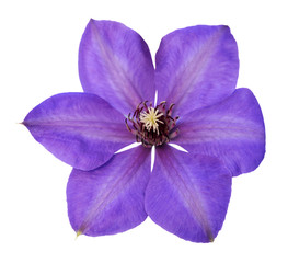 Wall Mural - purple clematis